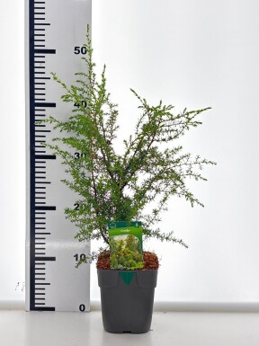 Juniperus communis 'Suecica' arbuste 15-20 cm C1