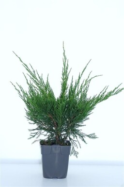 Juniperus pfitzeriana 'Mint Julep' arbuste 15-20 cm C1