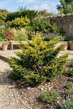 Juniperus pfitzeriana 'Old Gold' arbuste 15-20 cm C1