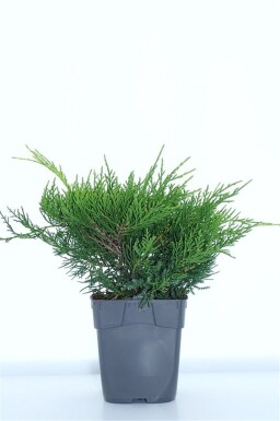 Juniperus pfitzeriana 'Old Gold' arbuste 15-20 cm C1