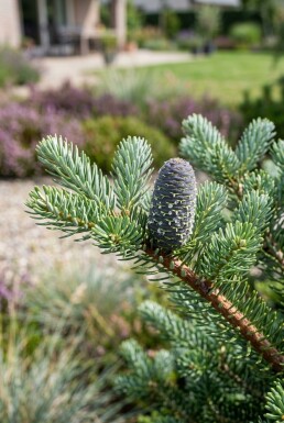 Abies koreana arbuste 20-30 cm C2