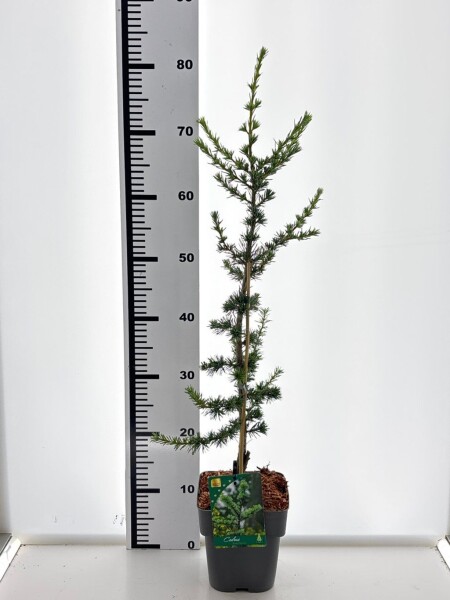 Cedrus libani 'Glauca' arbuste 20-30 cm C2