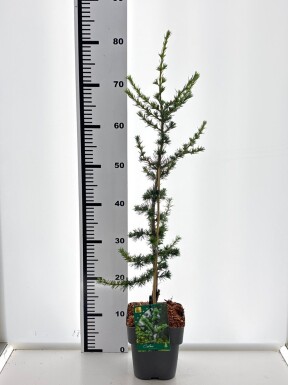 Cedrus libani 'Glauca' arbuste 20-30 cm C2