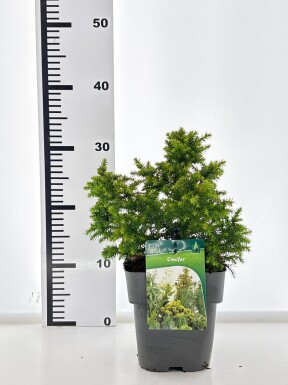 Cryptomeria japonica 'Vilmoriniana' arbuste 15-20 cm C2