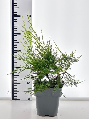Juniperus pfitzeriana 'Kuriwao Gold' arbuste 15-20 cm C2