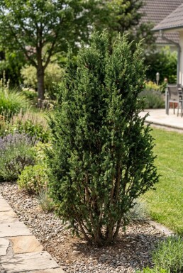 Juniperus communis 'Ristol' arbuste 15-20 cm C2
