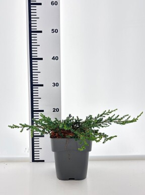 Juniperus communis 'Ristol' arbuste 15-20 cm C2