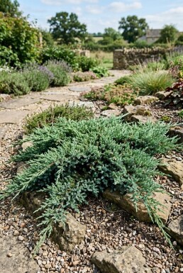 Juniperus conferta 'Blue Pacific' arbuste 15-20 cm C2