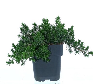 Juniperus conferta 'Blue Pacific' arbuste 15-20 cm C2