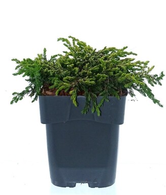 Juniperus communis 'Goldschatz' arbuste 20-25 cm C2
