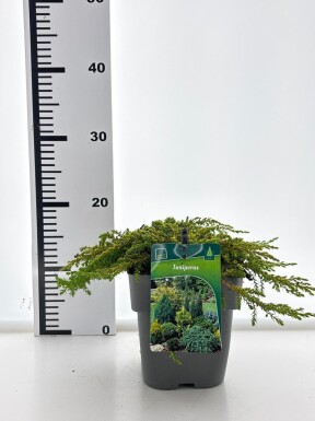 Juniperus communis 'Lemon Carpet' arbuste 20-25 cm C2