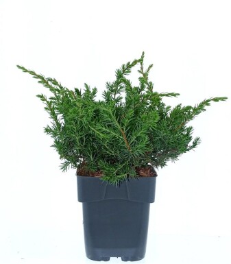 Juniperus conferta 'Schlager' arbuste 20-25 cm C2
