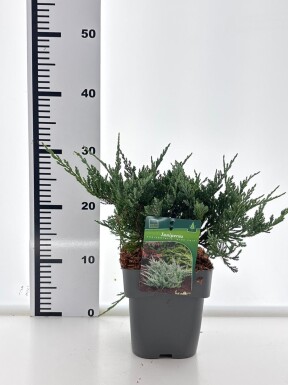 Juniperus horizontalis 'Blue Chip' arbuste 20-25 cm C2