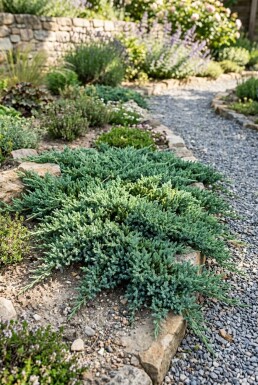 Juniperus horizontalis 'Pancake' arbuste 20-25 cm C2