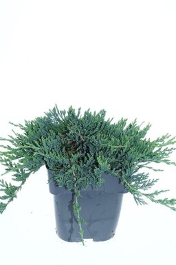 Juniperus horizontalis 'Wiltonii' arbuste 20-25 cm C2