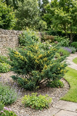 Juniperus pfitzeriana 'Blue and Gold' arbuste 20-25 cm C2