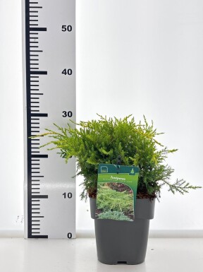 Juniperus pfitzeriana 'Gold Star' arbuste 30-40 cm C2