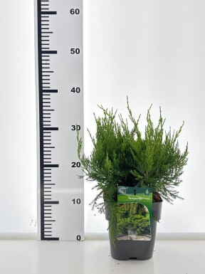 Juniperus pfitzeriana 'Mint Julep' arbuste 20-25 cm C2