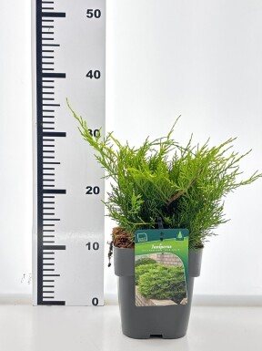 Juniperus pfitzeriana 'Old Gold' arbuste 20-25 cm C2