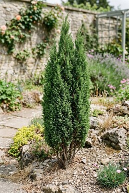 Juniperus communis 'Compressa' arbuste 30-35 cm C2