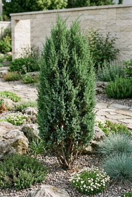 Juniperus communis 'Compressa' arbuste 30-35 cm C2