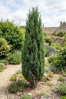 Juniperus communis 'Hibernica' arbuste 30-35 cm C2