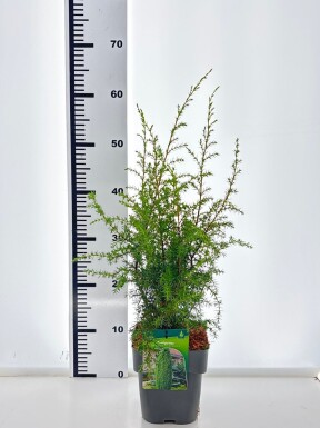 Juniperus communis 'Hibernica' arbuste 30-35 cm C2