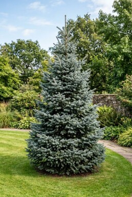Abies procera 'Glauca' arbuste 50-60 cm C3