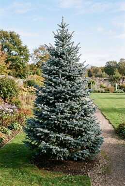 Abies procera 'Glauca' arbuste 50-60 cm C3