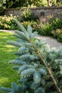 Abies procera 'Glauca' arbuste 50-60 cm C3