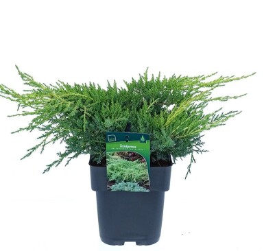 Juniperus pfitzeriana 'Gold Star' arbuste 25-30 cm C3