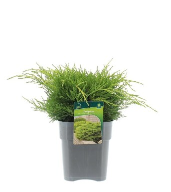 Juniperus pfitzeriana 'Old Gold' arbuste 25-30 cm C3