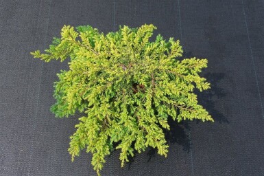 Juniperus communis 'Lemon Carpet' arbuste 30-35 cm C3