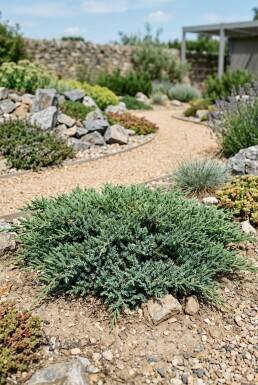 Juniperus conferta 'Schlager' arbuste 30-35 cm C3