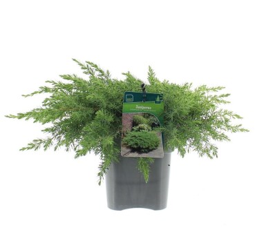 Juniperus conferta 'Schlager' arbuste 30-35 cm C3