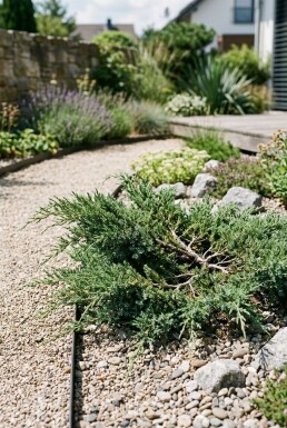 Juniperus conferta 'Schlager' arbuste 30-35 cm C3