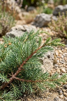 Juniperus conferta 'Schlager' arbuste 30-35 cm C3