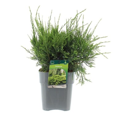 Juniperus pfitzeriana 'Mint Julep' arbuste 30-35 cm C3