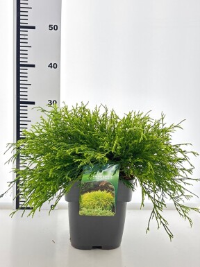 Cryptomeria japonica 'Kyara Gold' arbuste 30-40 cm C3