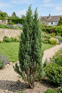Juniperus communis 'Suecica' arbuste 30-40 cm C3