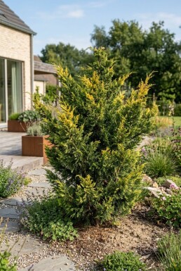 Juniperus pfitzeriana 'Kuriwao Gold' arbuste 30-40 cm C3