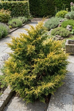 Juniperus pfitzeriana 'Kuriwao Gold' arbuste 30-40 cm C3