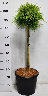 Chamaecyparis pisifera 'Sungold' sur tige 60 cm C13