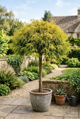 Chamaecyparis pisifera 'Sungold' boule sur tige 80 cm C25