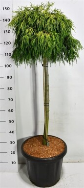 Chamaecyparis pisifera 'Sungold' boule sur tige 80 cm C25