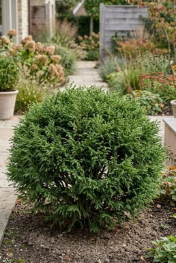 Cryptomeria japonica 'Globosa Nana' arbuste 40-50 cm C12