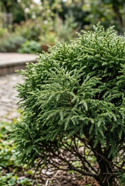 Cryptomeria japonica 'Globosa Nana' arbuste 40-50 cm C12