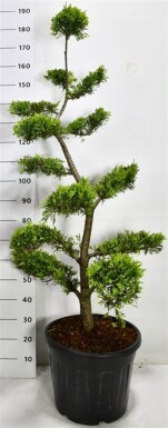 Cuprocyparis leylandii 'Gold Rider' bonsaï 140 cm C30