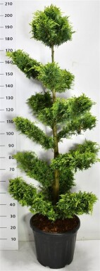 Cuprocyparis leylandii 'Gold Rider' bonsaï 140-150 cm C35