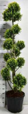 Cuprocyparis leylandii 'Gold Rider' bonsaï 180-200 cm C35
